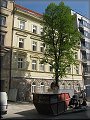 dům Londýnské 30 koncem dubna 2009 
14.4.2009 